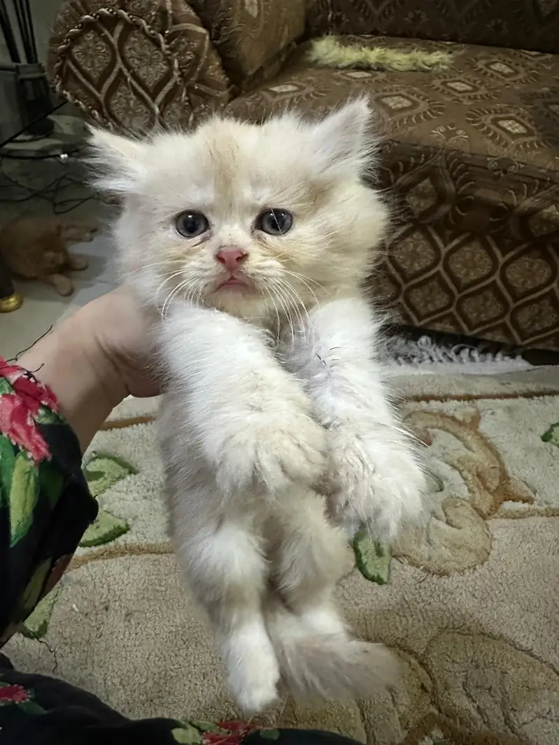 persian kittens for sale | persian cat | Triple coated | Punch face — photo 5