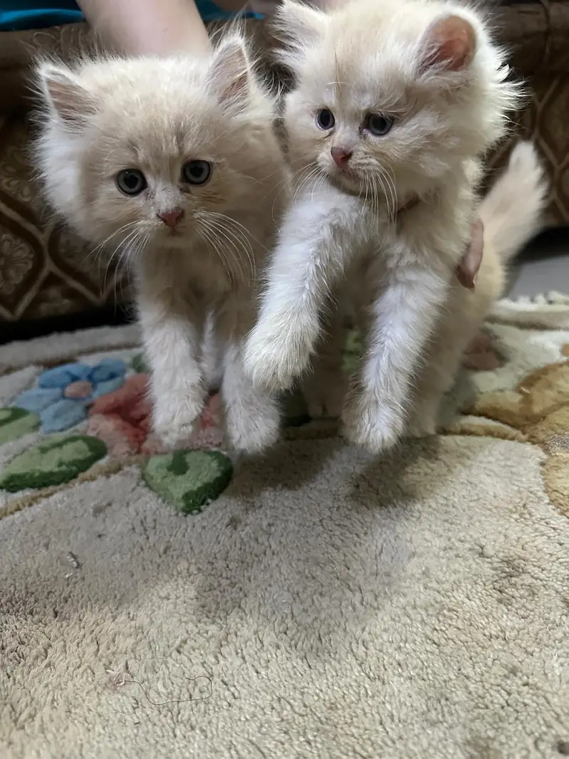 persian kittens for sale | persian cat | Triple coated | Punch face — photo 6