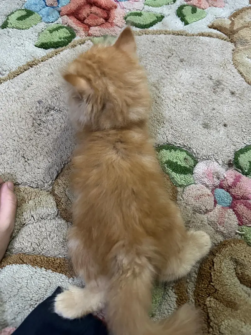 persian kittens for sale | persian cat | Triple coated | Punch face — photo 7