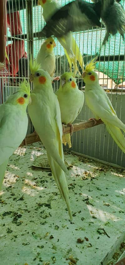 Coktail Birds