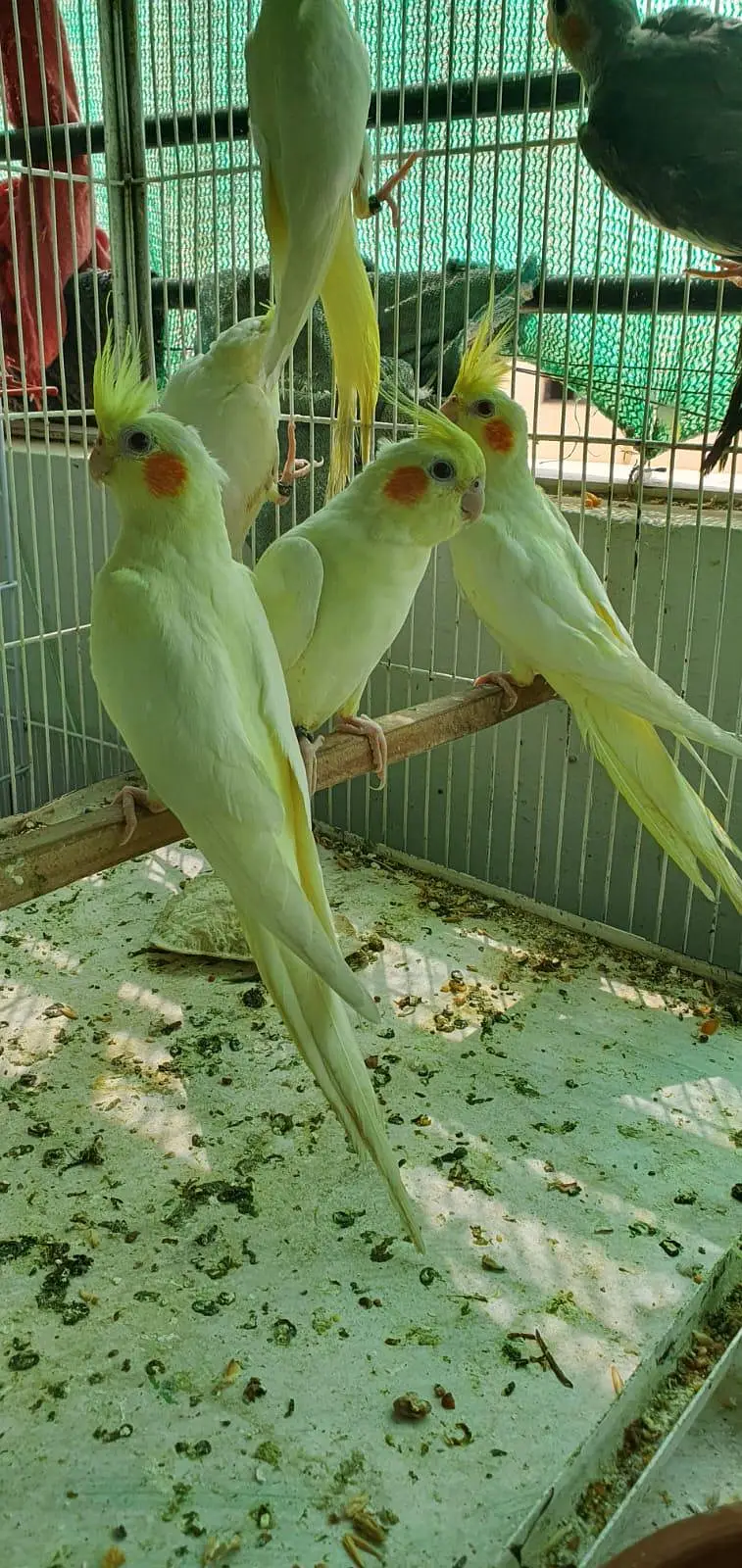 Coktail Birds — photo 2