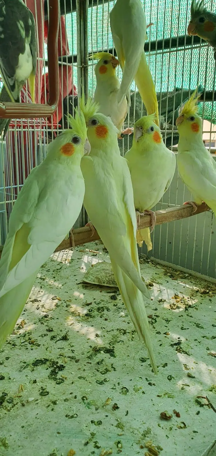 Coktail Birds — photo 3