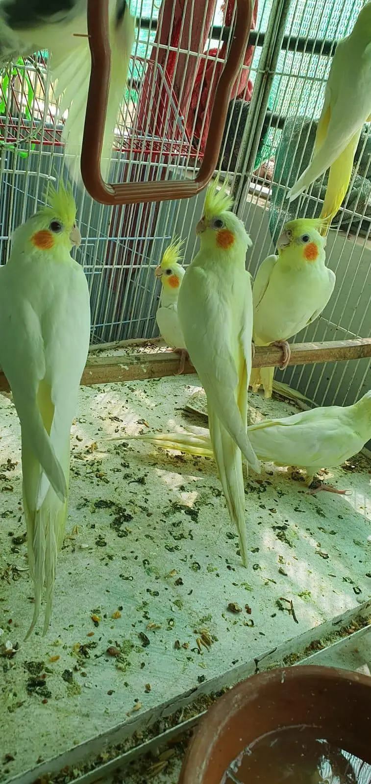 Coktail Birds — photo 4