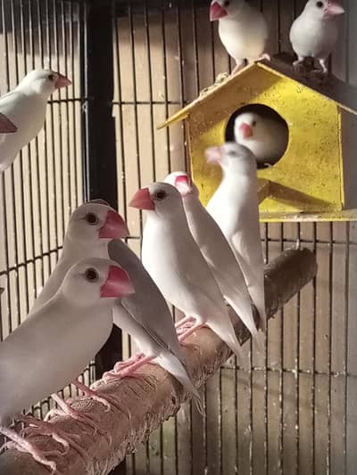 Finches breeder pair