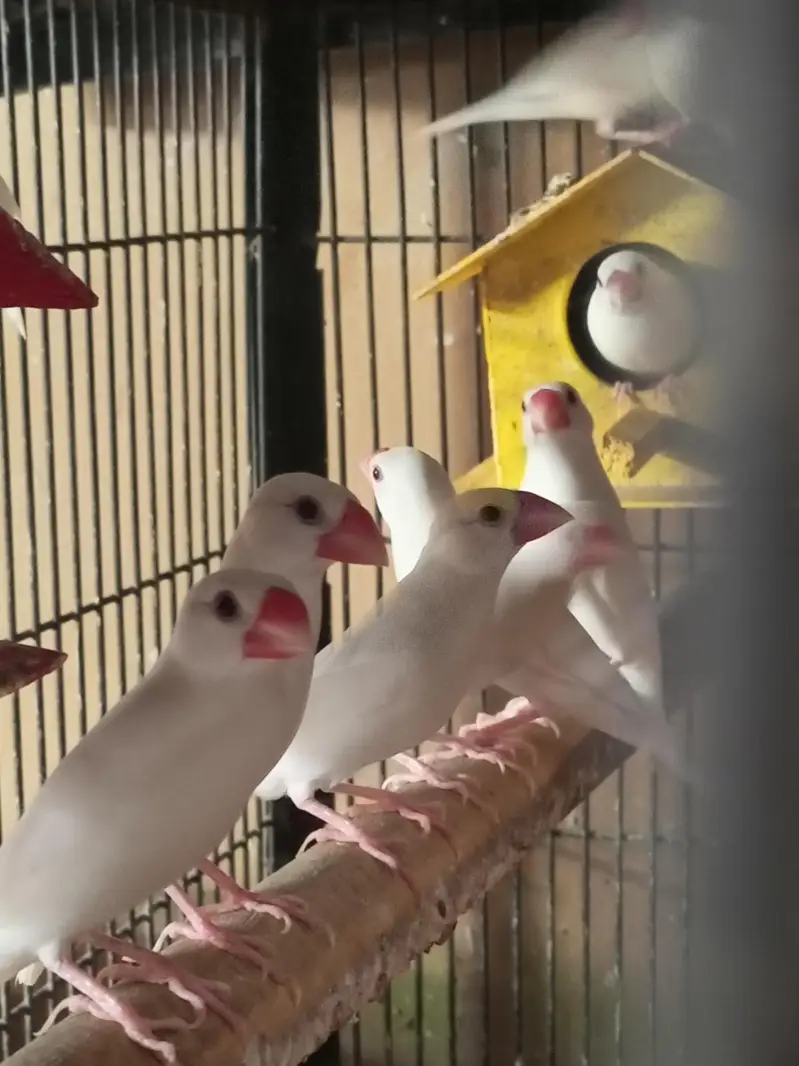 Finches breeder pair — photo 2