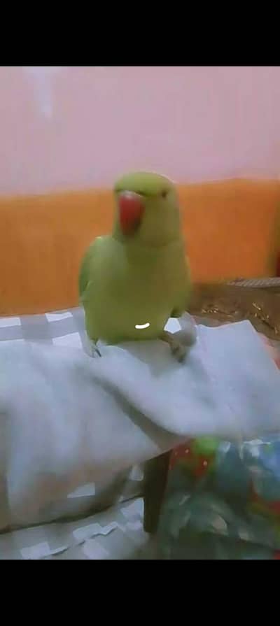 beautiful parrot 03267651269 fianl price 3500