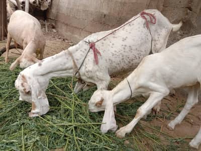 Bakriyan & bacha