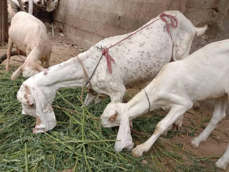 Beetal Cross Makkah Chaine Cross & Russian Tadi 0