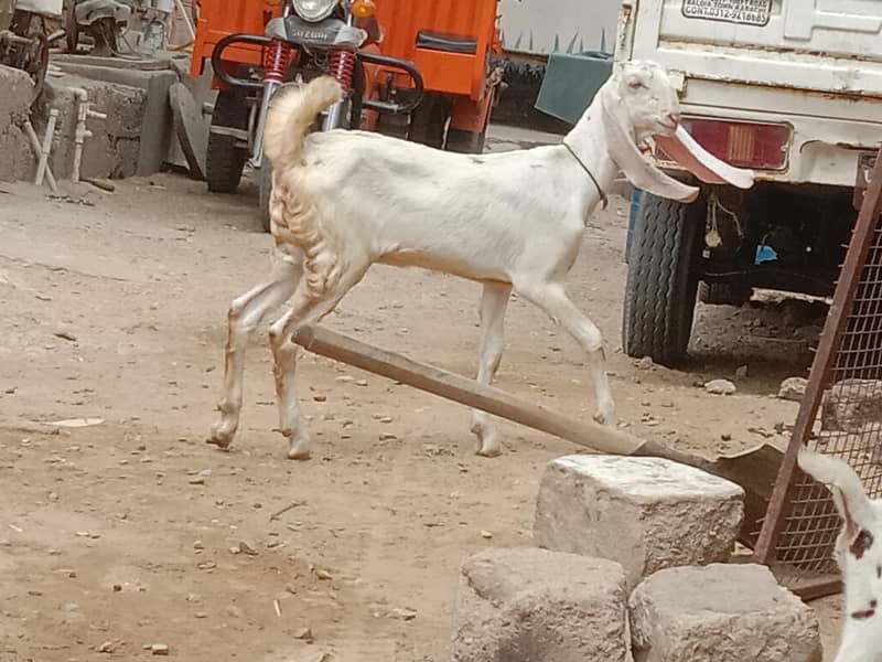 Beetal Cross Makkah Chaine Cross & Russian Tadi 4