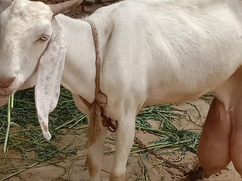 Beetal Cross Makkah Chaine Cross & Russian Tadi 8