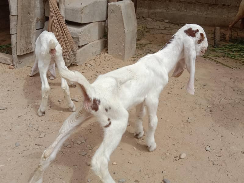 Beetal Cross Makkah Chaine Cross & Russian Tadi 11