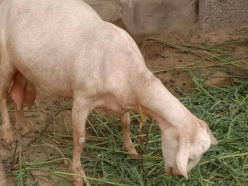 Beetal Cross Makkah Chaine Cross & Russian Tadi 14