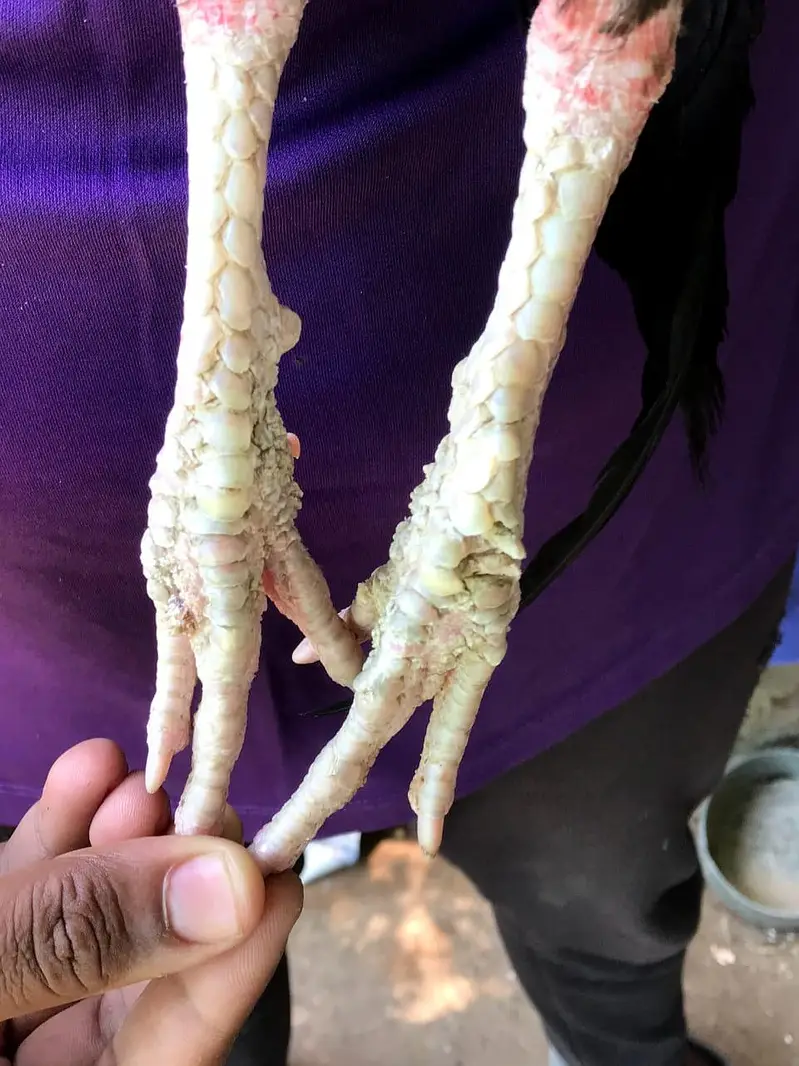 Lakha mushka patha — photo 2