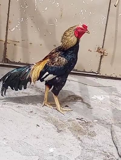 Java aseel male