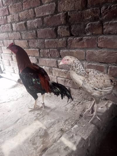 aseel murgha or murghi