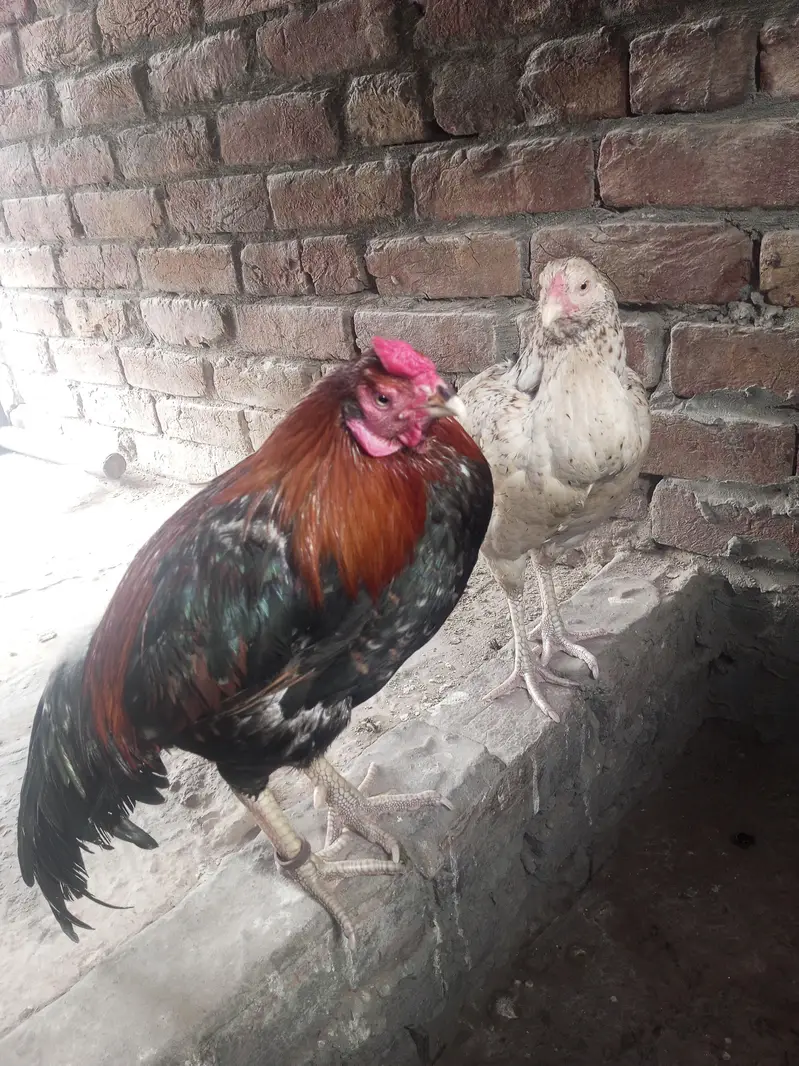 aseel murgha or murghi — photo 4