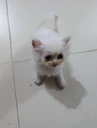 White Persian Kitten
