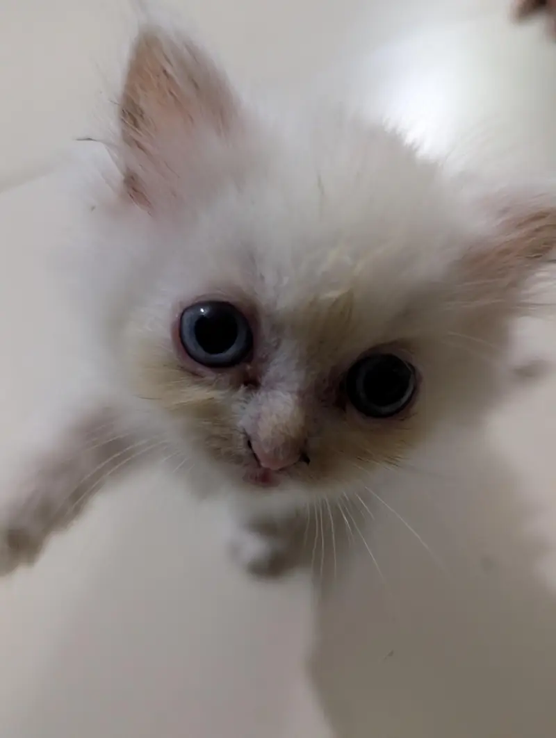 White Persian Kitten — photo 3