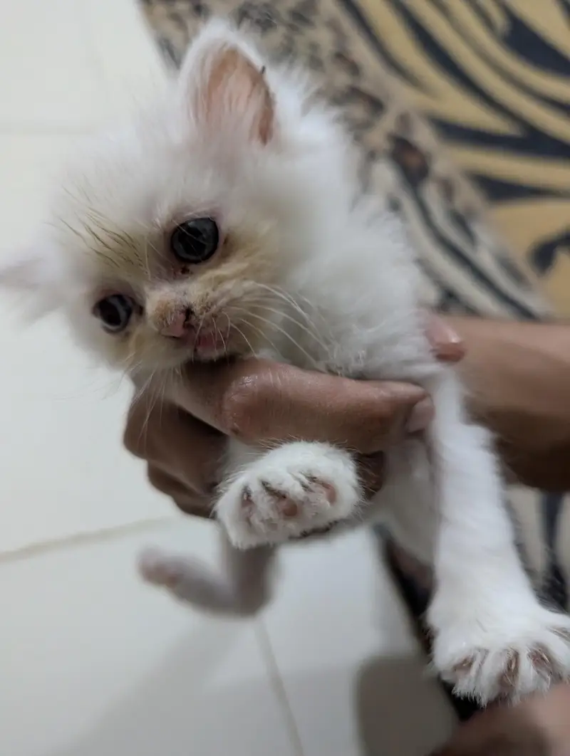 White Persian Kitten — photo 5