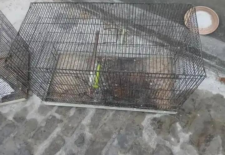Folding Cage 3