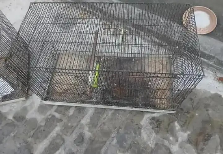 Folding Cage — photo 4