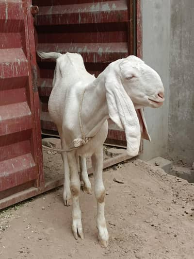 bakri