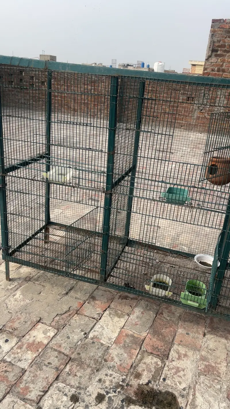 Hens And parrots cage — photo 2