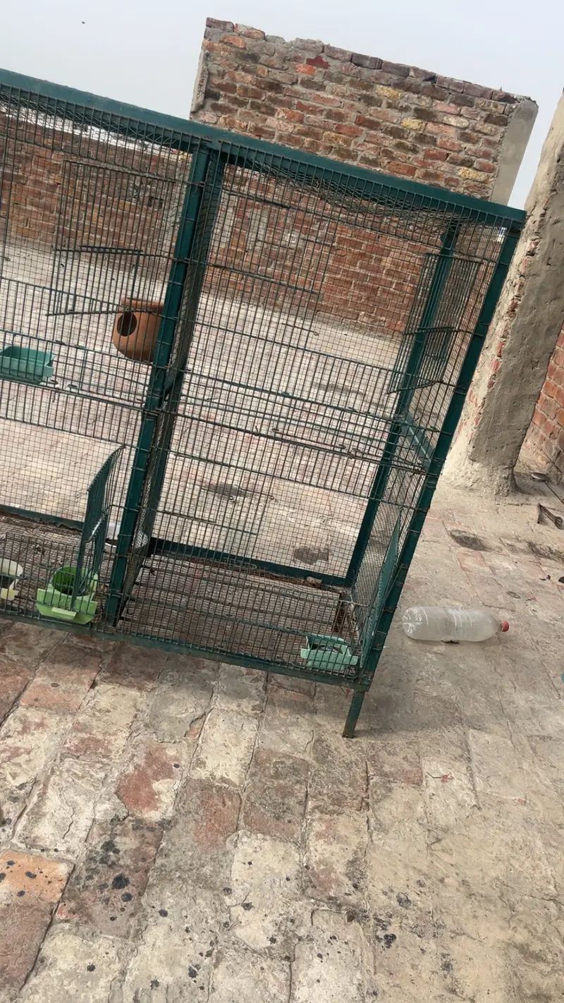 Hens And parrots cage — photo 3