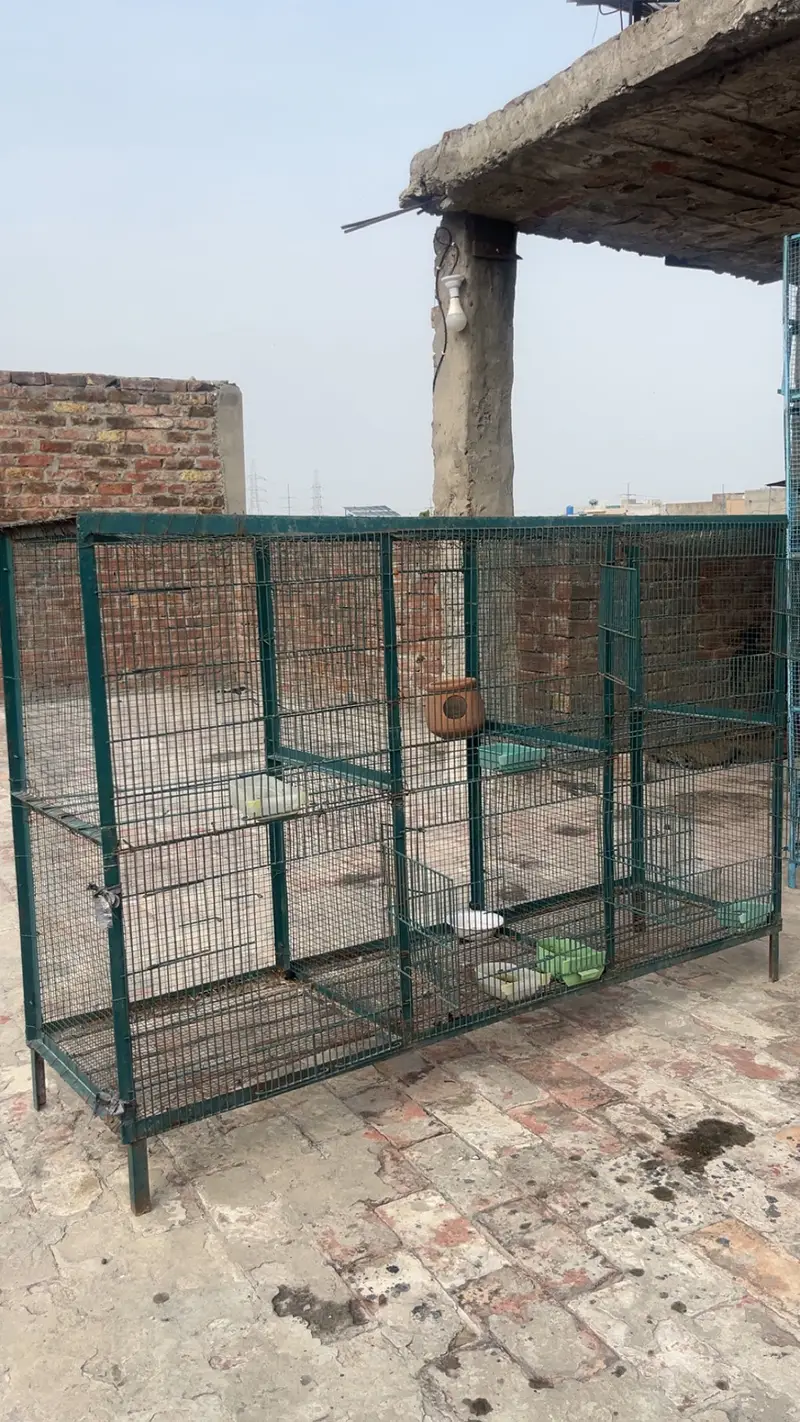 Hens And parrots cage — photo 4