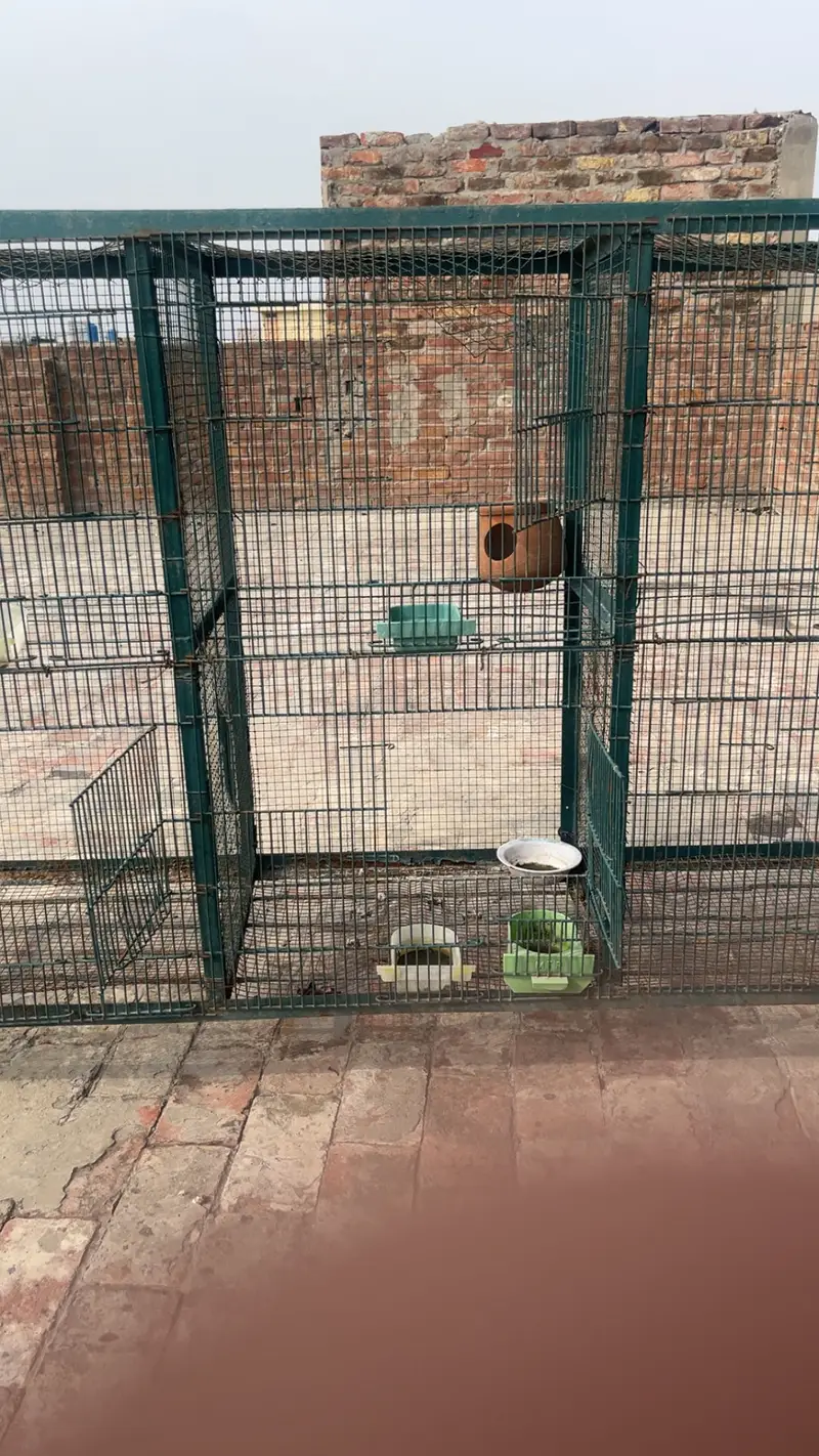 Hens And parrots cage — photo 5