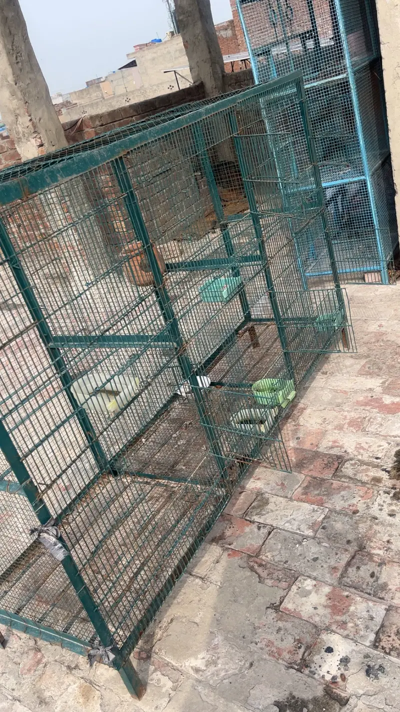 Hens And parrots cage — photo 6