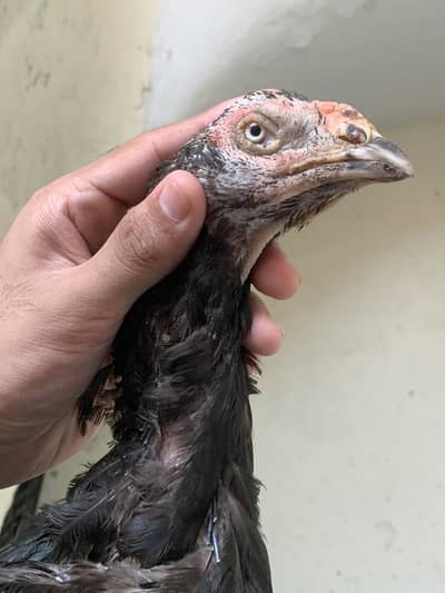 Pure pakistani madi for sale