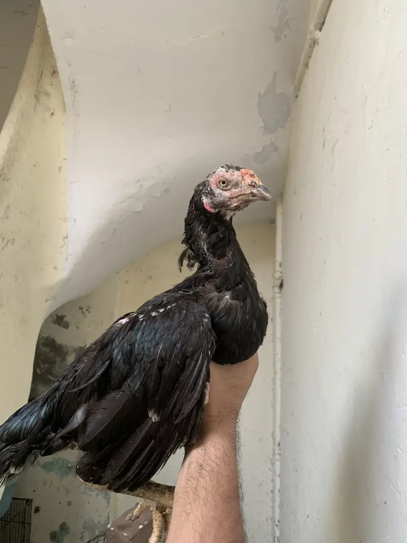Pure pakistani madi for sale — photo 2