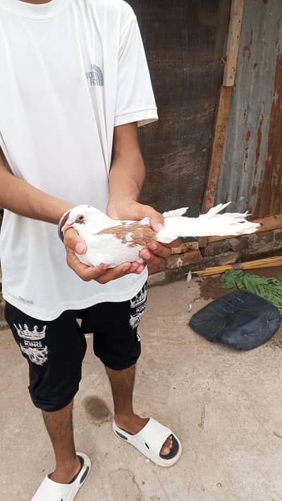 Breeding pair Sherazi cross