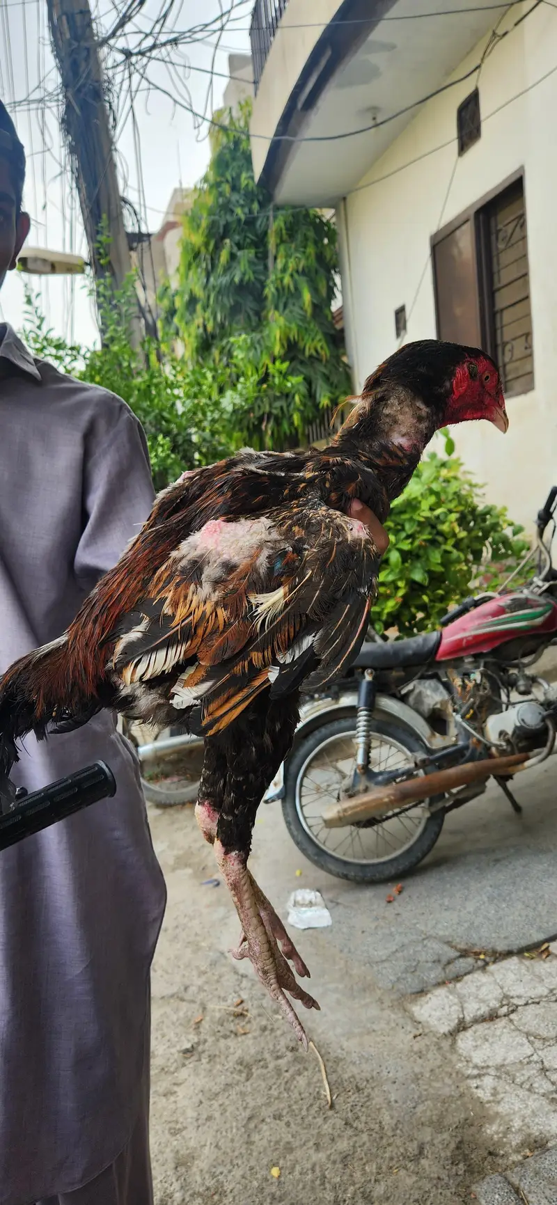 Pakistani aseel thai — photo 2