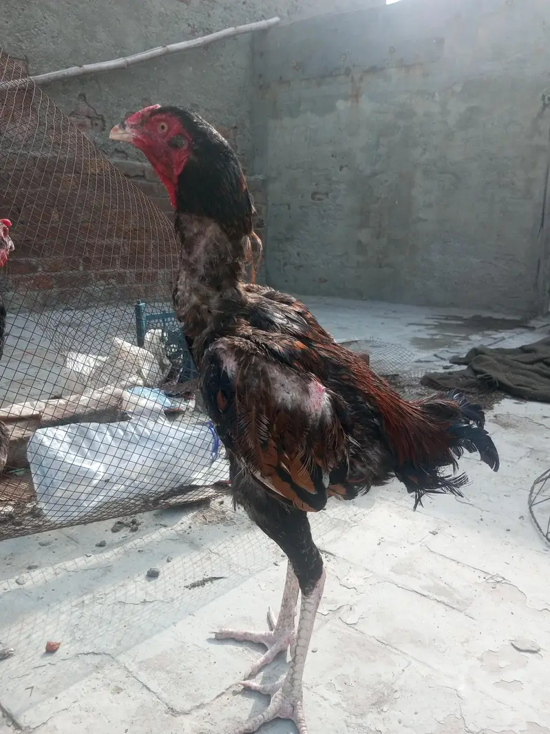 Pakistani aseel thai — photo 3