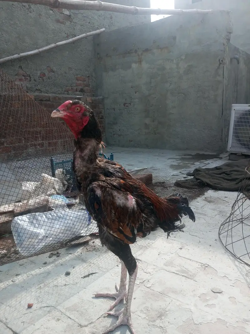 Pakistani aseel thai — photo 4
