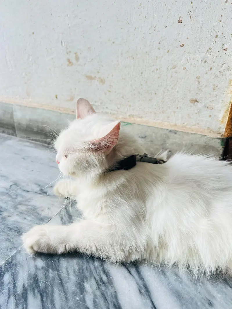 Persian double coated female — photo 2