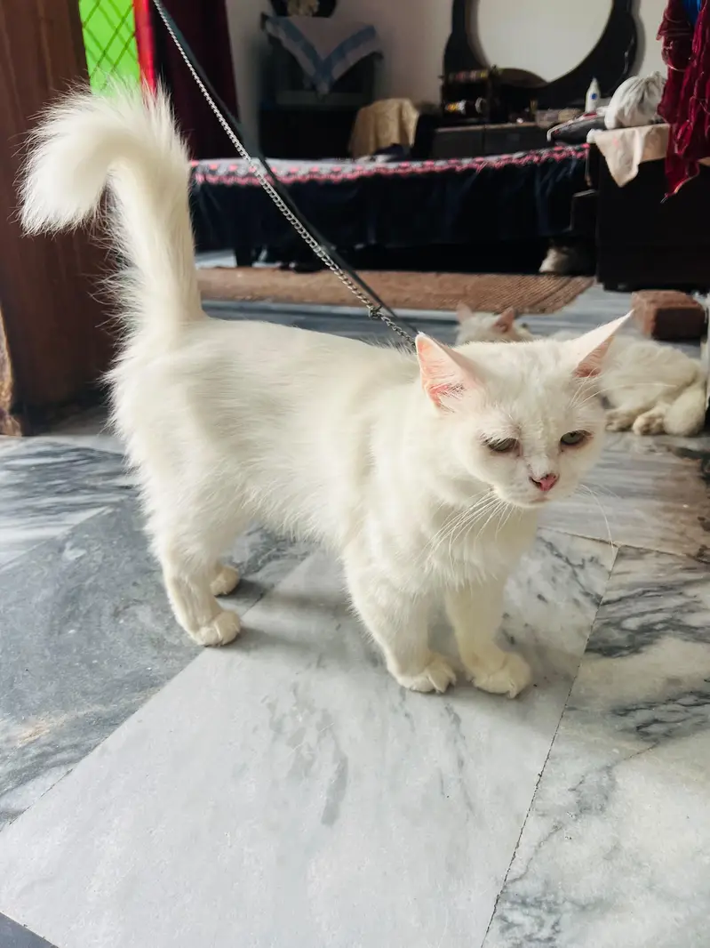 Persian double coated female — photo 3