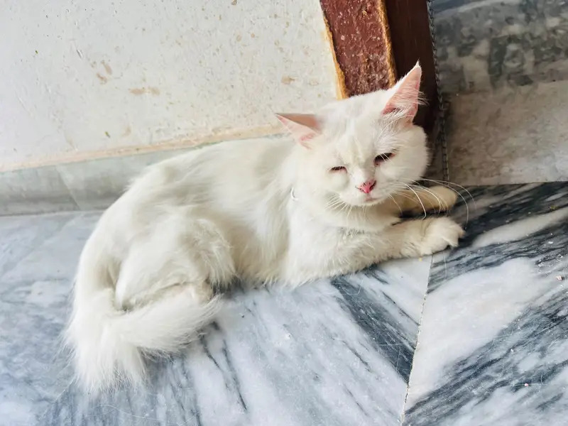 Persian double coated female — photo 5