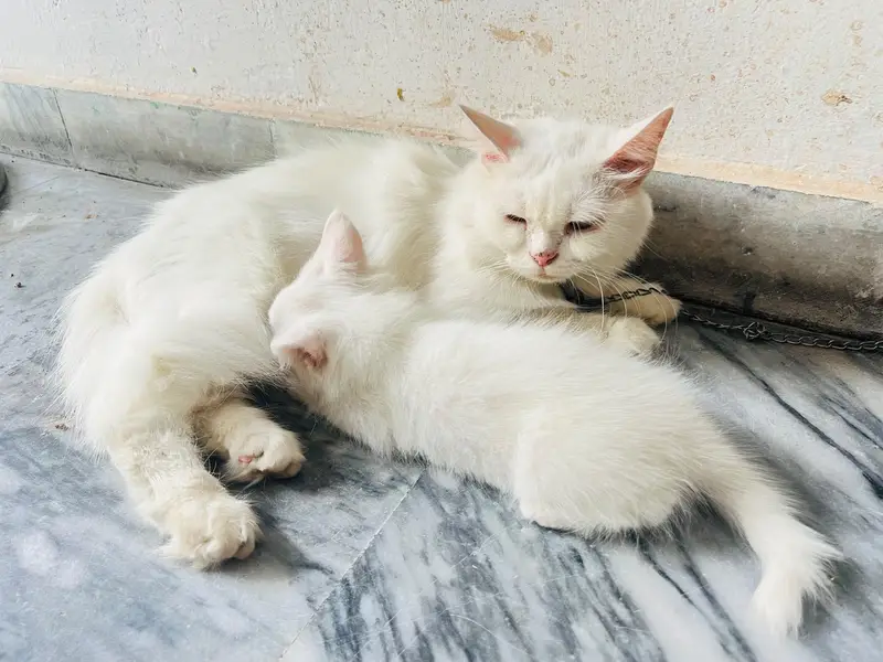 Persian double coated female — photo 7
