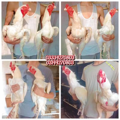 Heera/chick/eggs/pathy/madi/murga/hera/hira/hen/white/pure/aseel