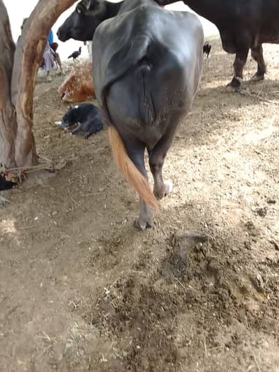 Neeli buffalo