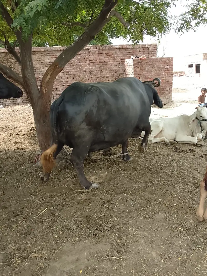 Neeli buffalo — photo 2