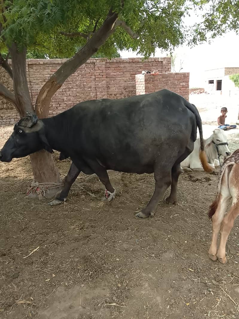 Neeli buffalo 2