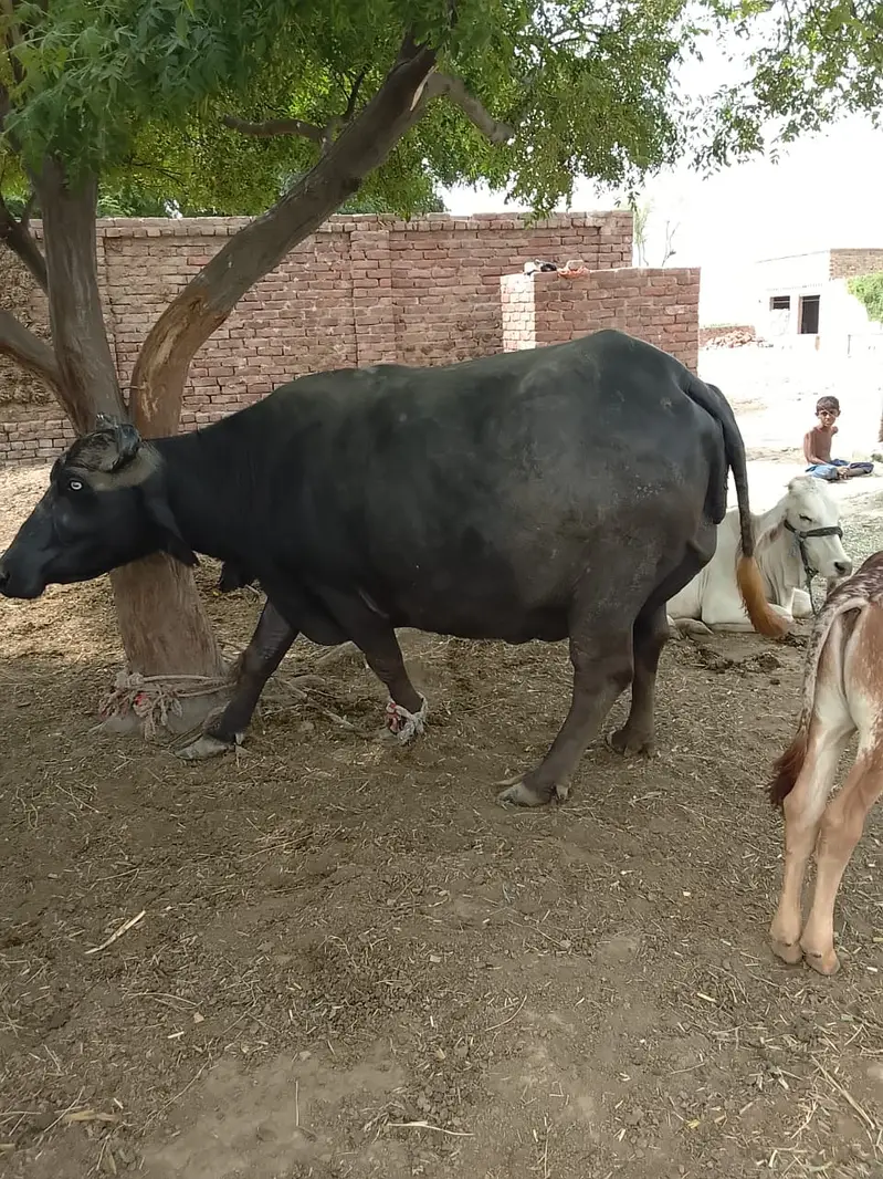 Neeli buffalo — photo 3