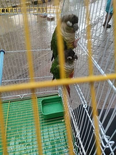 Green check conure split apple conure