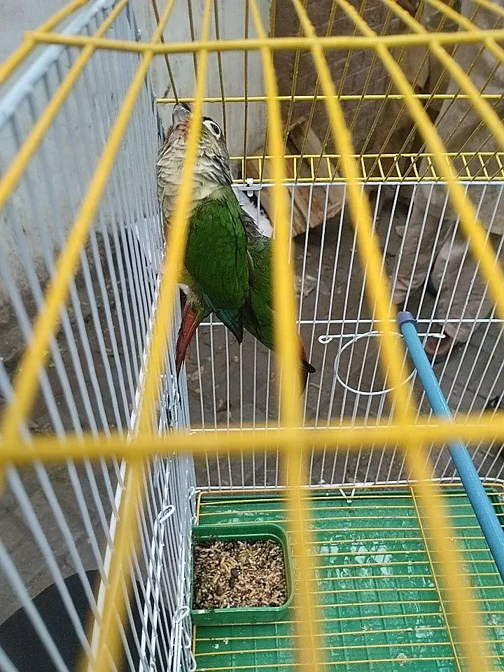 Green check conure split apple conure — photo 2