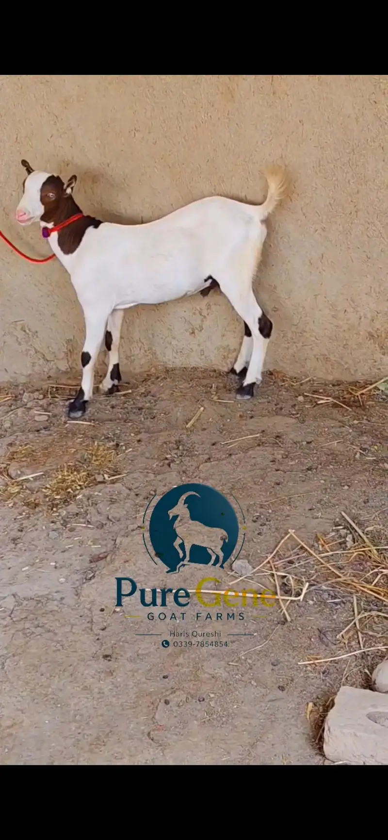 Top quality tedda male — photo 2