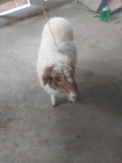 Sheep/dumba